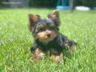Yorkshire Terrier Puppy for sale in Milledgeville, GA, USA