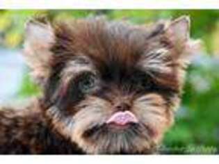 Yorkshire Terrier Puppy for sale in Mount Vernon, WA, USA