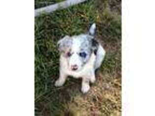 Border Collie Puppy for sale in Forked River, NJ, USA
