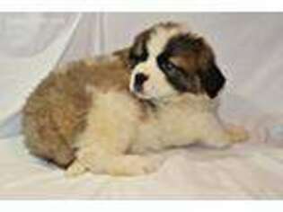 Saint Bernard Puppy for sale in Mooresville, MO, USA