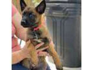 Belgian Malinois Puppy for sale in Jefferson City, MO, USA