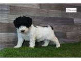 Goldendoodle Puppy for sale in Fort Wayne, IN, USA