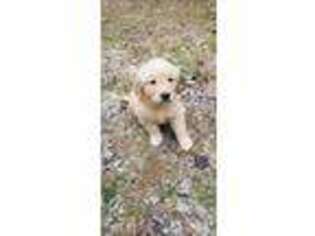 Medium Photo #1 Golden Retriever Puppy For Sale in East Bridgewater, MA, USA