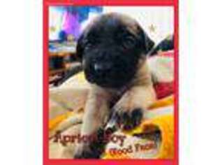 Mastiff Puppy for sale in Middletown, DE, USA