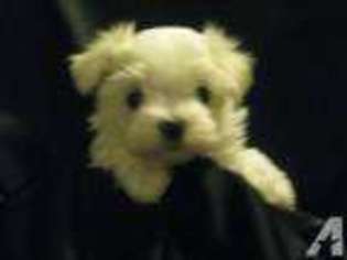 Maltese Puppy for sale in MAGNOLIA, NC, USA