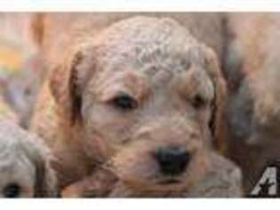 Goldendoodle Puppy for sale in GENESEO, NY, USA