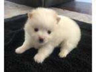 Pomeranian Puppy for sale in Sacramento, CA, USA