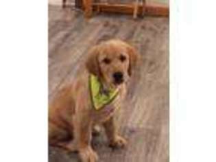 Golden Retriever Puppy for sale in Bronx, NY, USA