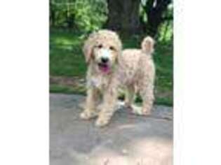 Goldendoodle Puppy for sale in Malvern, OH, USA