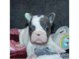 French Bulldog Puppy for sale in Martindale, TX, USA