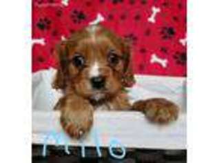 Cavalier King Charles Spaniel Puppy for sale in Franklin, NC, USA