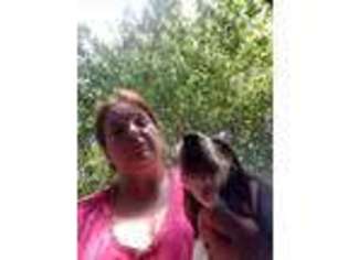Basset Hound Puppy for sale in Wilmington, NC, USA