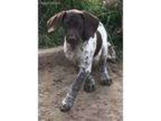 Medium Photo #1 German Shorthaired Pointer Puppy For Sale in Backus, MN, USA