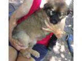 Leonberger Puppy for sale in Shelby, NC, USA
