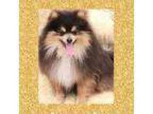 Pomeranian Puppy for sale in Kingman, AZ, USA