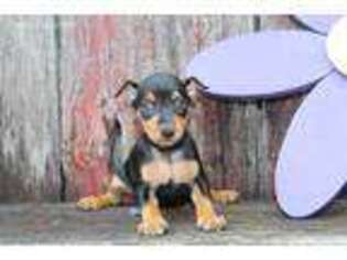 Miniature Pinscher Puppy for sale in Odon, IN, USA