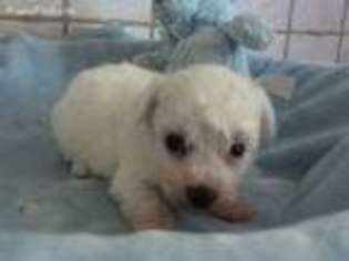 Bichon Frise Puppy for sale in Gentry, AR, USA