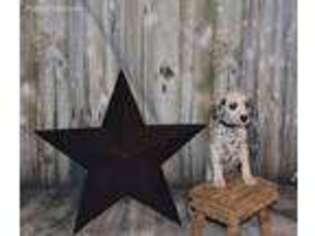 Dalmatian Puppy for sale in Elkton, VA, USA