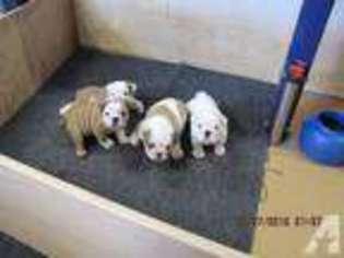 Bulldog Puppy for sale in HANAPEPE, HI, USA