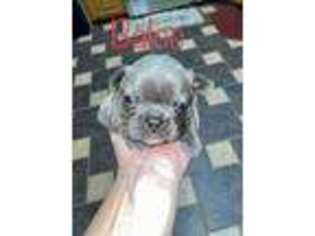 French Bulldog Puppy for sale in Van Buren, AR, USA