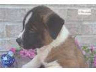 Akita Puppy for sale in Fort Wayne, IN, USA