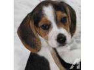 Beagle Puppy for sale in WALWORTH, NY, USA