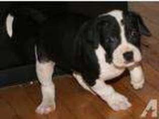 Great Dane Puppy for sale in FRANKLIN, NC, USA