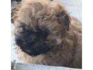 Shih-Poo Puppy for sale in Patriot, OH, USA