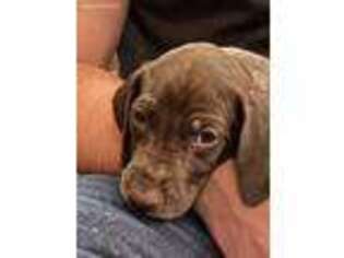 German Shorthaired Pointer Puppy for sale in Taylorsville, NC, USA
