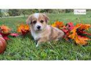 Mutt Puppy for sale in Saint Louis, MO, USA