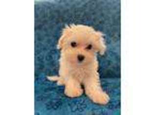 Maltese Puppy for sale in Stillwater, OK, USA
