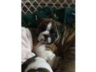 Bulldog Puppy for sale in New Philadelphia, OH, USA