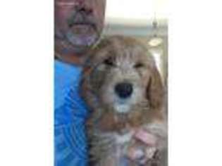 Labradoodle Puppy for sale in Concord, CA, USA