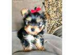 Yorkshire Terrier Puppy for sale in Tuscaloosa, AL, USA