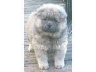 Chow Chow Puppy for sale in Sherwood, MI, USA