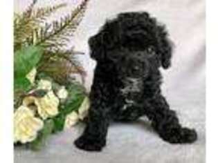 Mutt Puppy for sale in Sharon, KS, USA