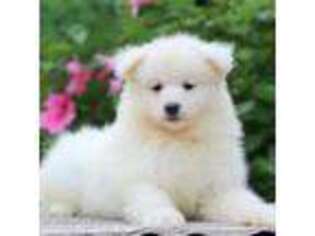 Samoyed Puppy for sale in Auburn, MA, USA