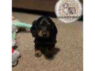 Dachshund Puppy for sale in San Augustine, TX, USA