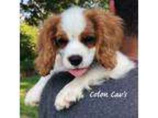 Cavalier King Charles Spaniel Puppy for sale in Hillsboro, MO, USA