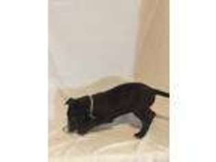 Bull Terrier Puppy for sale in Aurora, CO, USA