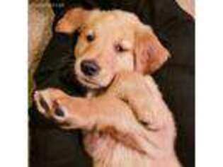 Golden Retriever Puppy for sale in Flournoy, CA, USA