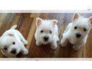 West Highland White Terrier Puppy for sale in Calera, AL, USA