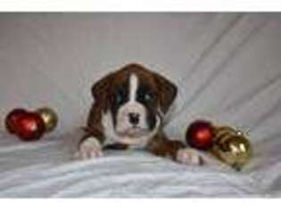 Boxer Puppy for sale in Fredericksburg, OH, USA
