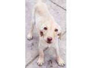 Labrador Retriever Puppy for sale in San Diego, CA, USA