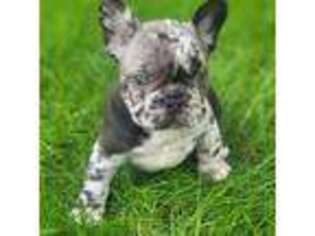 French Bulldog Puppy for sale in Kingston, WA, USA