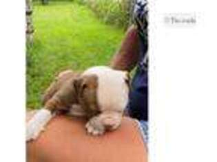 American Bulldog Puppy for sale in Springfield, MO, USA