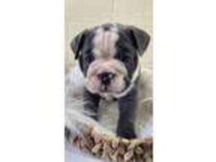 Bulldog Puppy for sale in Daggett, MI, USA
