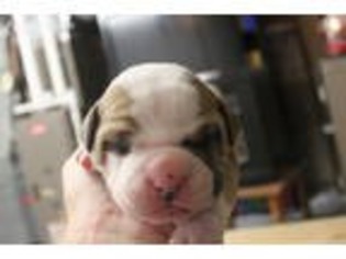 American Bulldog Puppy for sale in Sioux Falls, SD, USA