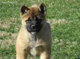 Akita Puppy for sale in Smithfield, PA, USA
