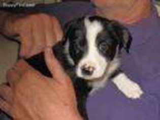 Border Collie Puppy for sale in Visalia, CA, USA